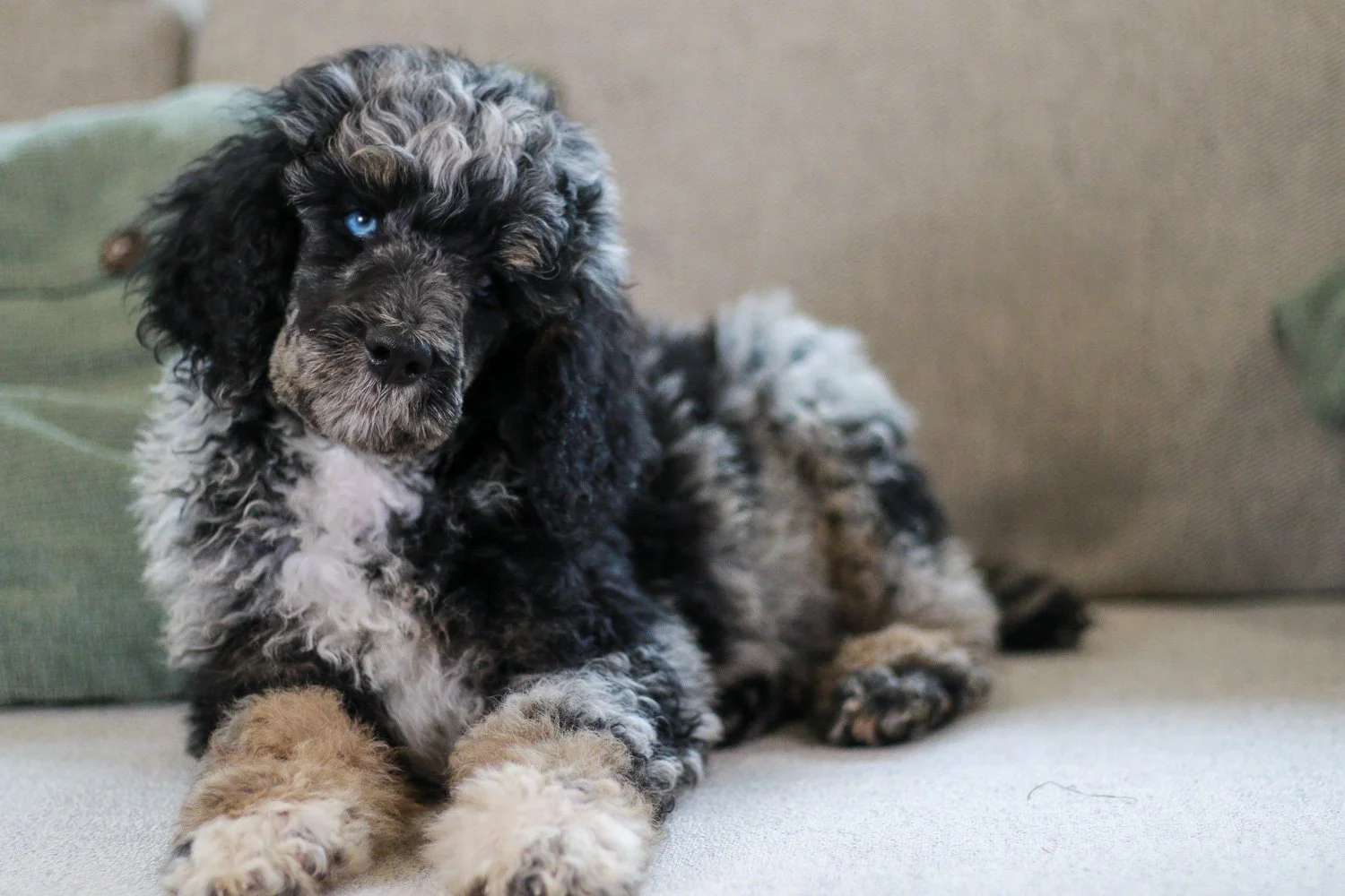 【acka】poodle short coat Our Adult Dogs